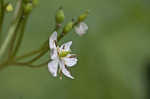 American umbrellaleaf